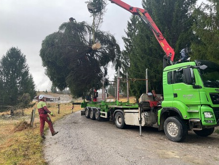 Nalaganje smreke za prevoz iz Morave
